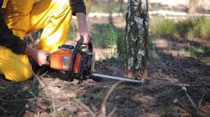 Best Tree Maintenance Programs  in Rutherford, NJ