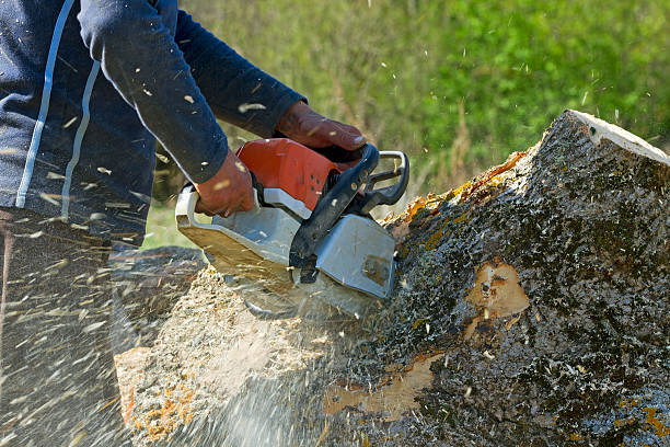 Best Arborist Consultation Services  in Rutherford, NJ